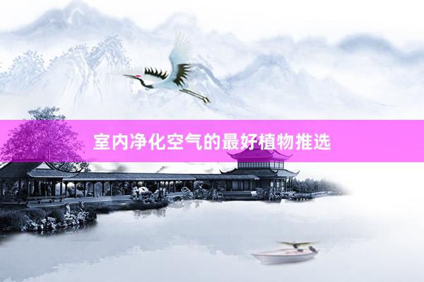 室内净化空气的最好植物推选