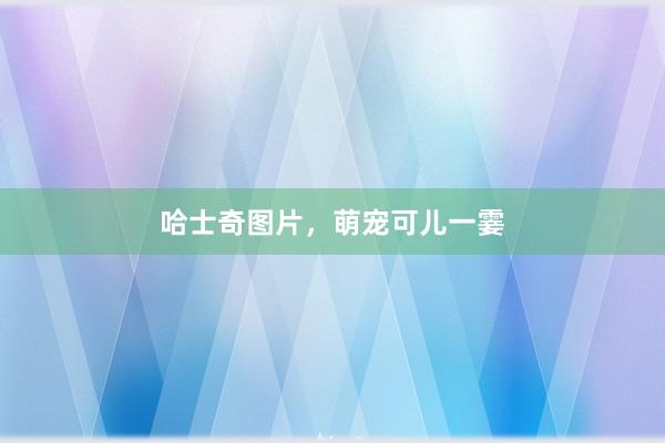 哈士奇图片，萌宠可儿一霎